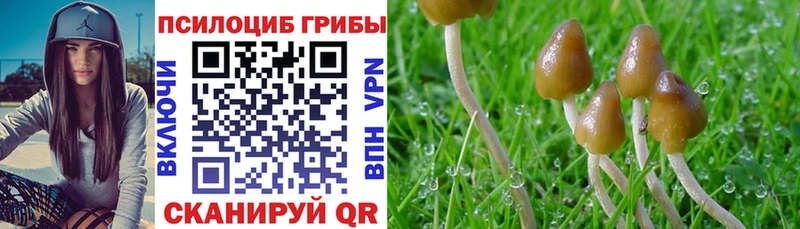 наркошоп  Елизаветинская  Галлюциногенные грибы GOLDEN TEACHER 